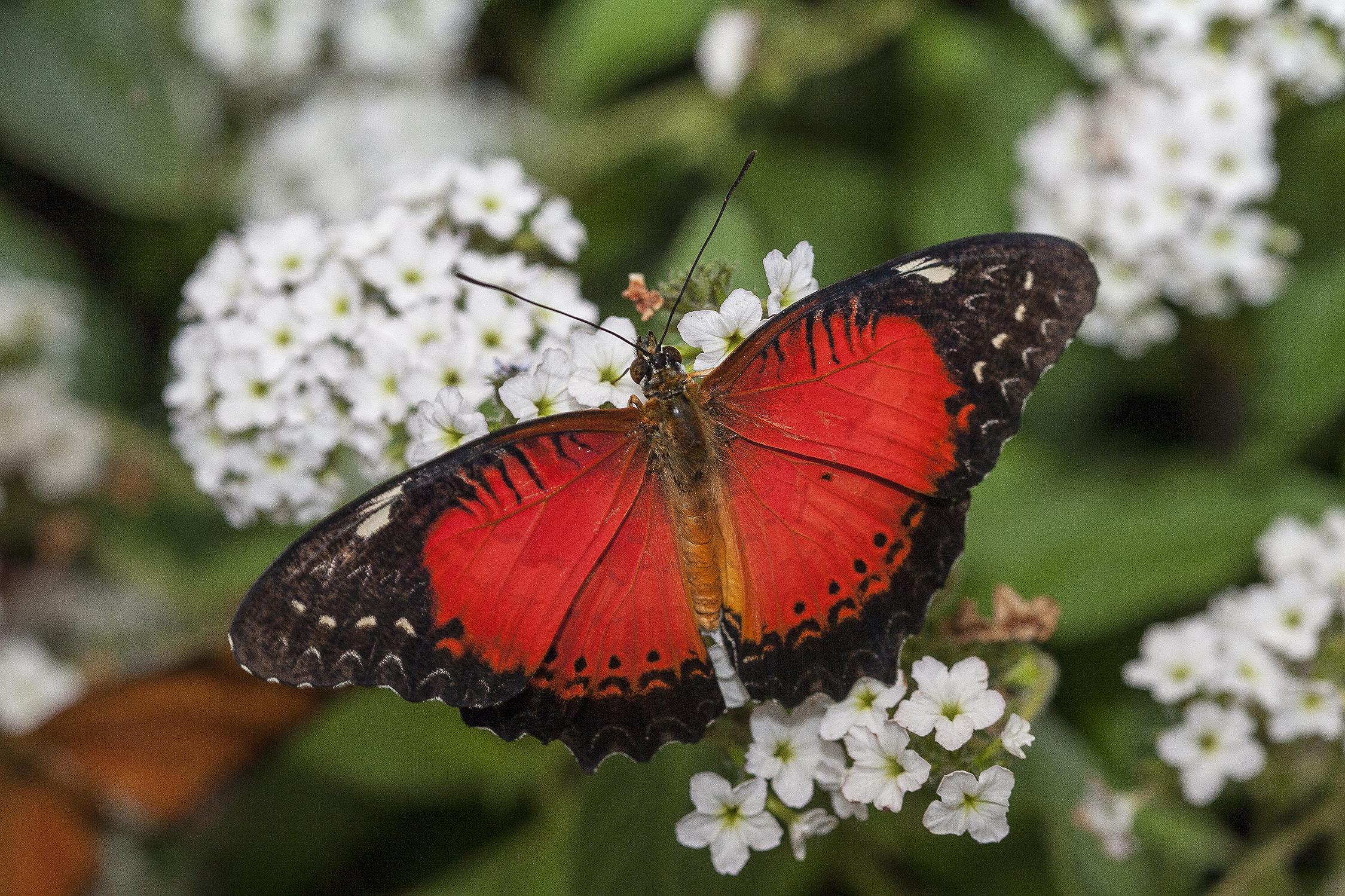 Welcome to the Jungle | San Diego Zoo Wildlife Alliance